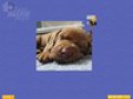 Super Jigsaw Puppies ekran resmini bedava indir 3